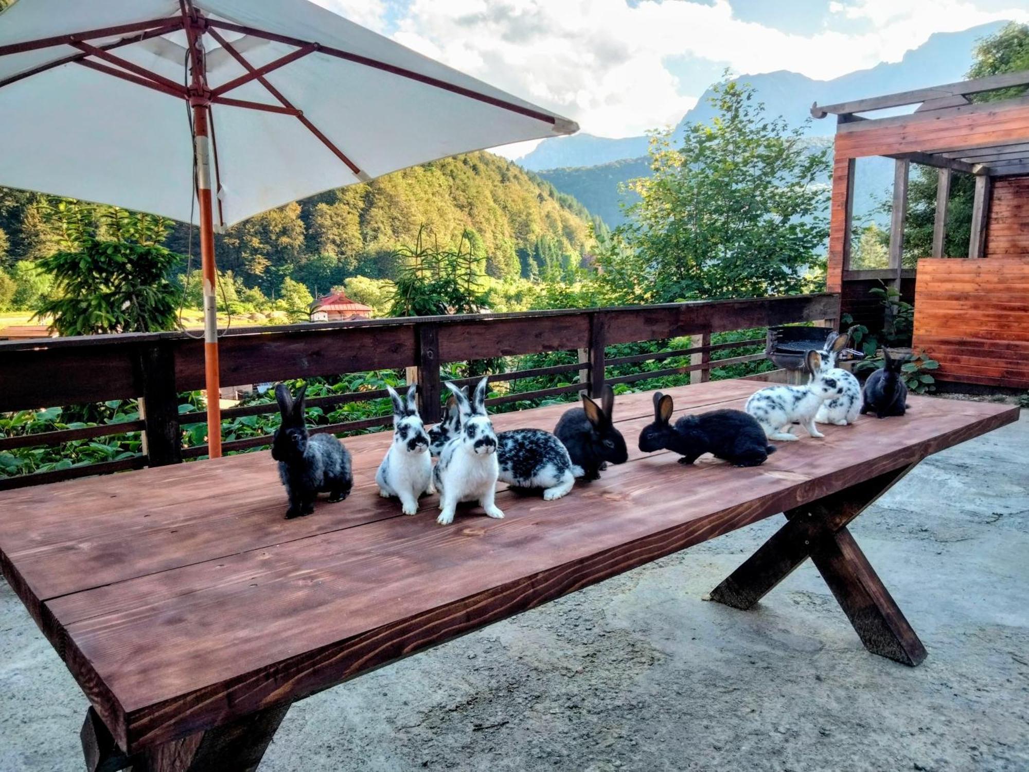 Doi Iepuri Appartement Azuga Buitenkant foto