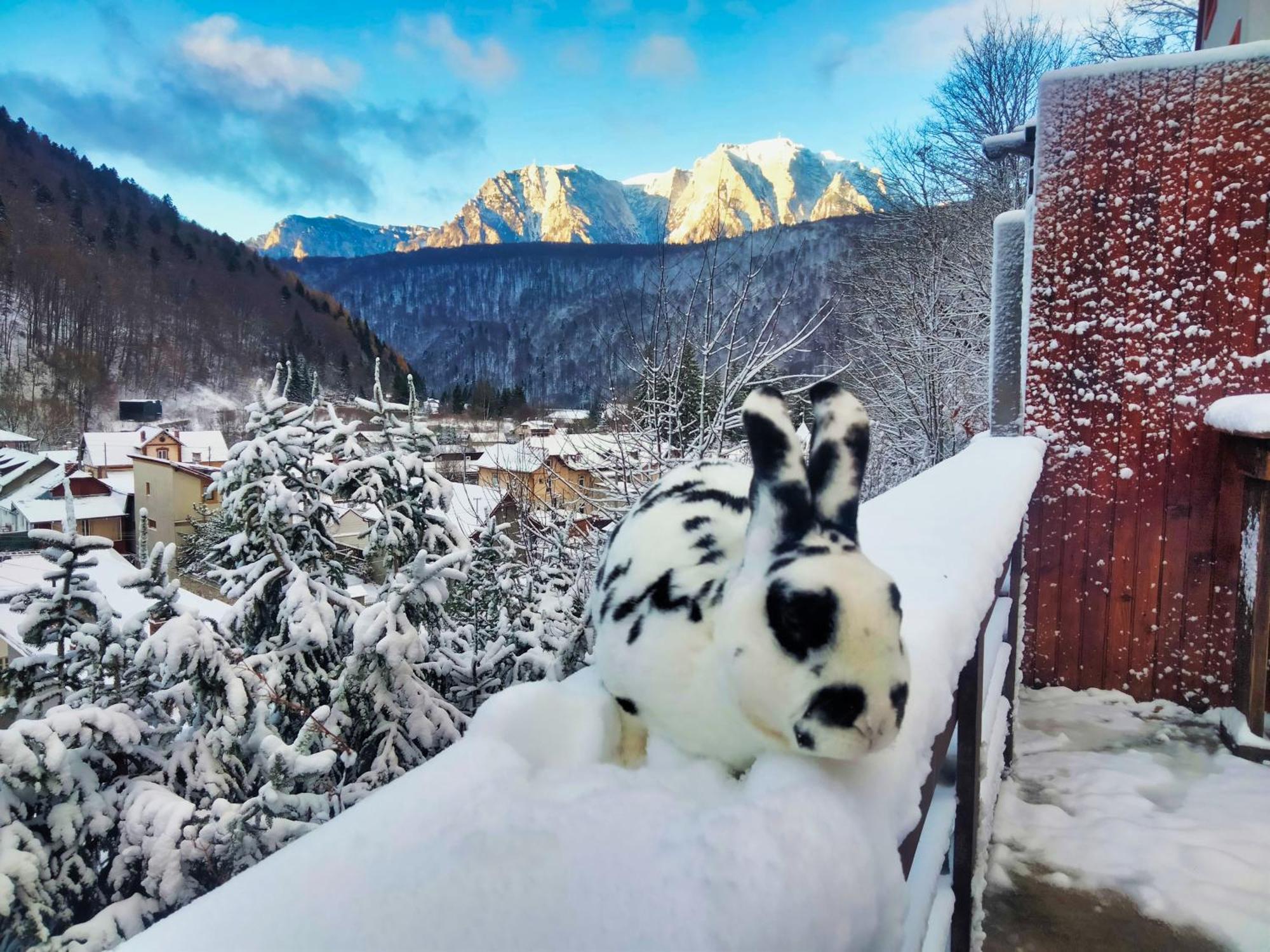 Doi Iepuri Appartement Azuga Buitenkant foto