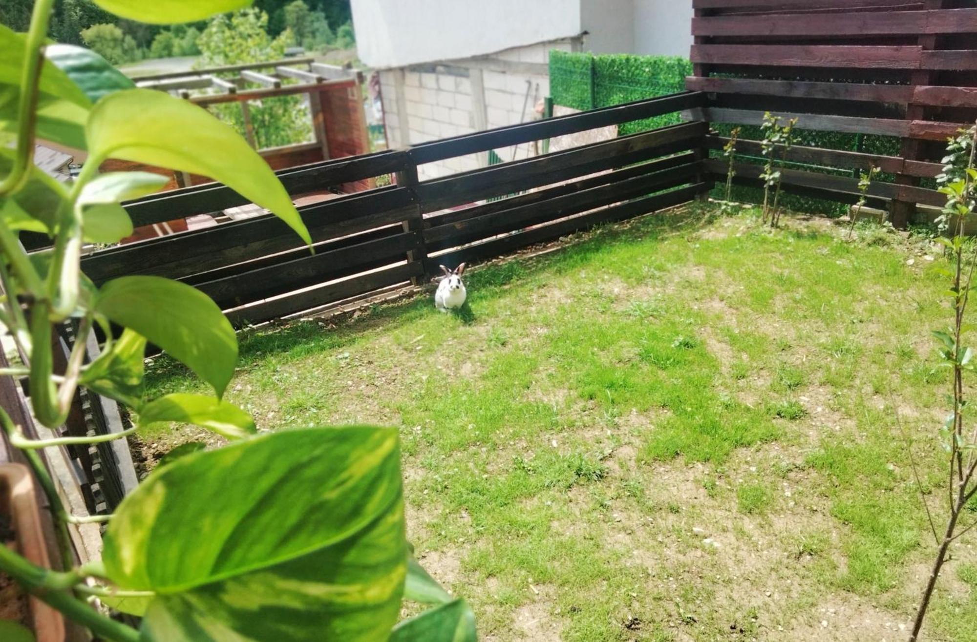 Doi Iepuri Appartement Azuga Buitenkant foto